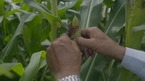 Farmer hand checking growing sweet corn in farm Stock Footage 209811824