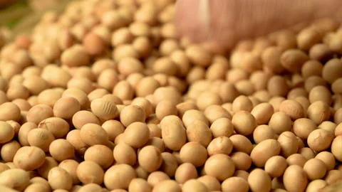 Farmer hand-checking the quality of soybean closeup. 4k footage Stock Footage 157055454