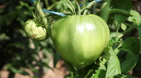 Farmer hand checking raw tomato on the vine, researcher, garden, horticulture Stock Footage 40668654
