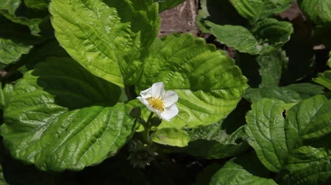 Farmer hand checking strawberry flower, homegrown summer fruit, garden Stock Footage 39654375