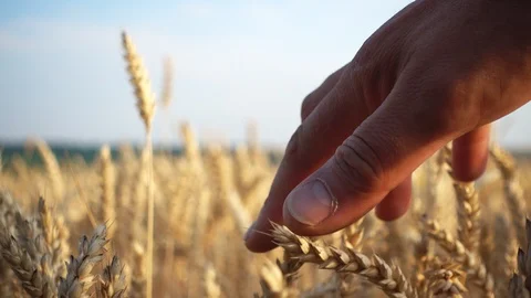 Farmer hand close up with spikelet of wheat. Stock Footage 112703138