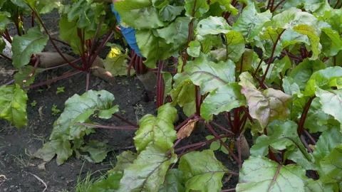 Farmer hand crops ripe beetroot or beet from garden bed Stock Footage 203836196