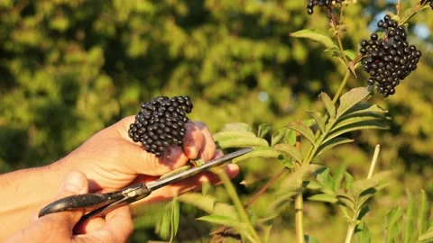 Farmer hand cutting ripe elderberry fruit 库存影片 344008687