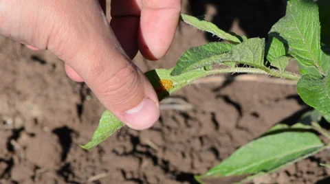Farmer hand destroy colorado beetle eggs on potato plant leaf Stock Footage 32507443