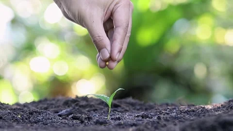 Farmer hand dropping fertilizer pellets to nourish a small green seedling. Stock Footage 329948755