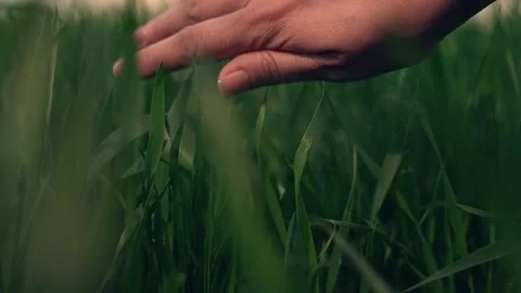 Farmer hand finger touches stems green wheat leaves field sunset, agriculture Stock Footage 293666490