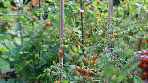 Farmer hand harvesting cherry tomatoes on plant, ripe and unripe fruits, organic Stock Footage 319040315