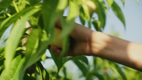Farmer Hand Harvesting Ripe Peaches From Sunlit Tree Branches Vídeos de archivo 339084341
