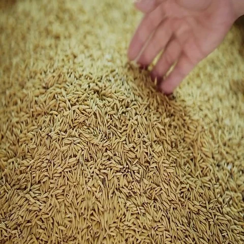 Farmer Hand holding golden paddy rice seeds Stock Footage