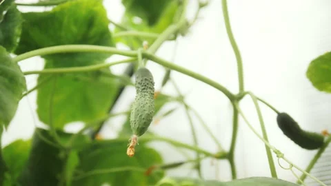 Farmer hand inspecting cucumbers. Farmer worker check harvest. Home gardening. Stock-Footage 137012791