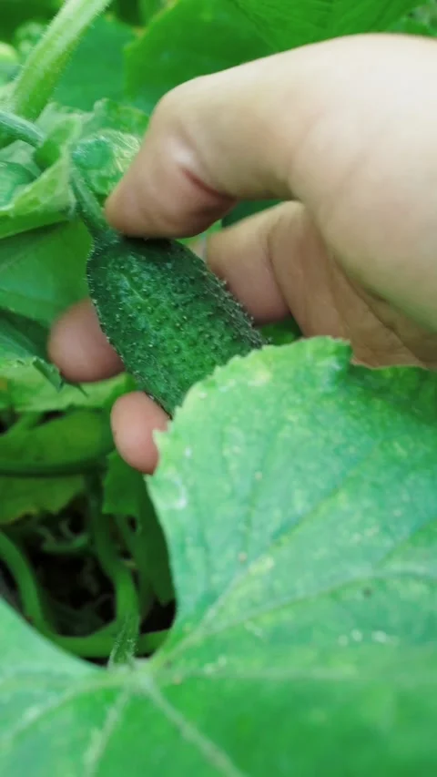 Farmer hand inspecting fresh growing cucumber on plant in greenhouse Stock Footage 346774172