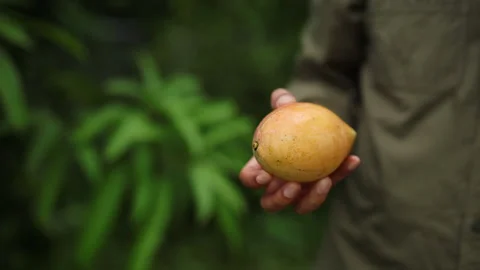 Farmer hand inspecting fresh mango for sustainable agriculture Stock Footage 320671144