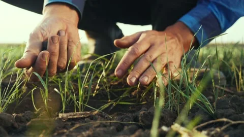 Farmer hand. man farmer working in the field inspects the crop wheat germ Stock Footage 141898632