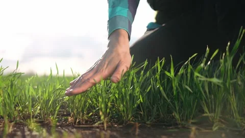 Farmer hand. man farmer a working in industry the field inspects the crop wheat Stock Footage 171404458