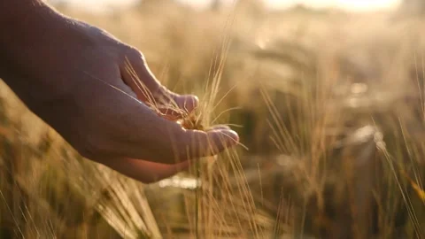 Farmer hand man farmer working in the field inspects the crop wheat germ natural Stock Footage 201692412