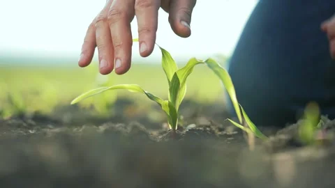 Farmer hand nurturing sprout soil. farmer caring for plant. Environmental Stock Footage 345337221