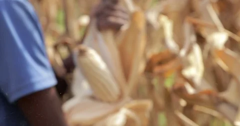 Farmer Hand Pick Big Corncob At Corn maize Field At Stock Footage 93434244