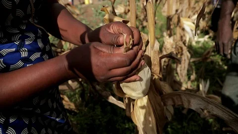 Farmer Hand Pick Big Corncob At Corn maize Field At Stock Footage 93434277