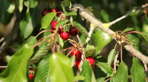 Farmer Hand Picking Cherry Stock Footage 38403793