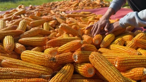 Farmer Hand-Picking Corn Kernels on Drying Floor Stock Footage 309912998