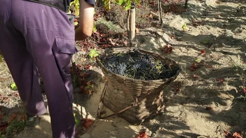 Farmer hand picking dark purple grapes into a traditional wooden basket Video stock 145943353