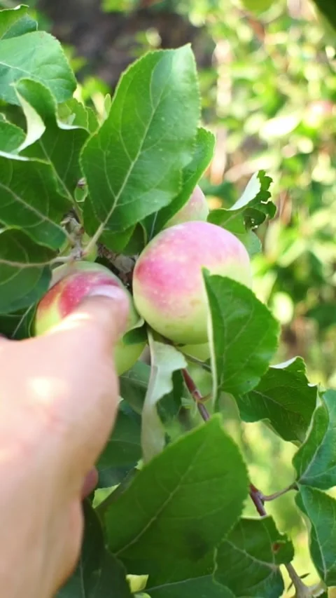 Farmer Hand Picking Fresh Apples from Tree Branch Stock Footage 346396803