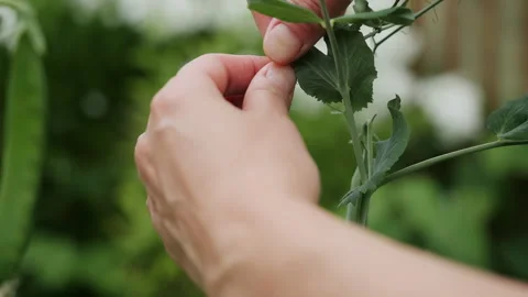 Farmer Hand Picking Fresh Green Pea Pod From Plant Видео 345291337