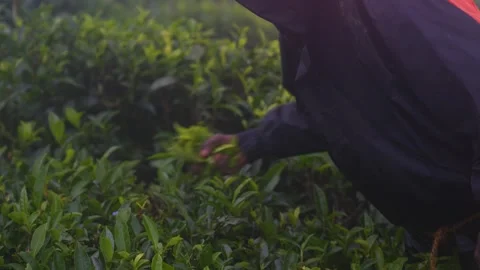 Farmer Hand-Picking Fresh Tea Leaves for Processing. Close up Видео 331338207