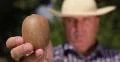 Farmer Hand Picking Kiwi Fruit Image Closeup Details Vitamins Fresh Dessert 4k or 4k+ Resolution