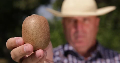 Farmer Hand Picking Kiwi Fruit Image Closeup Details Vitamins Fresh Dessert Stock Footage 59527342