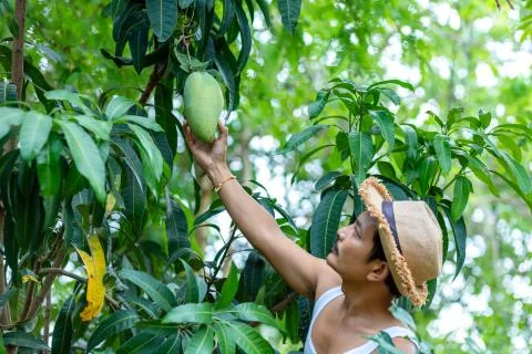 Farmer hand picking mango from mango tree Stock Photos