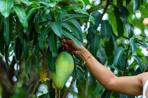 Farmer hand picking mango from mango tree Stock Photos