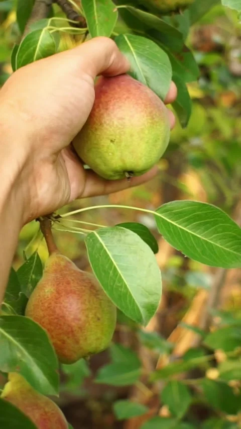 Farmer Hand Picking Ripe Pear from Orchard Tree Stock Footage 346399753