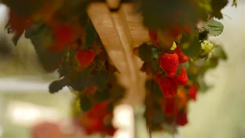 Farmer Hand Picking Ripe Strawberry  in Fruit Garden. harvesting of Strawberry Stock Footage 80371836