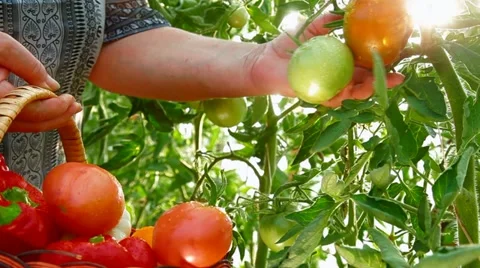 Farmer Hand Picking Ripe Tomato in Vegetable Garden Stock Footage 11441803