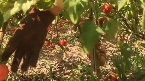 Farmer Hand Picking Ripe Tomato in Vegetable Garden Stock Footage 49111617