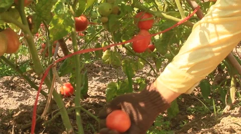 Farmer Hand Picking Ripe Tomato in Vegetable Garden Stock Footage 49111714
