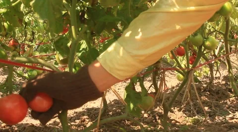 Farmer Hand Picking Ripe Tomato in Vegetable Garden Stock Footage 49111772