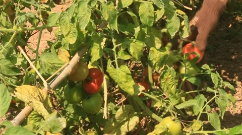 Farmer Hand Picking Ripe Tomato in Vegetable Garden Stock Footage 49111790