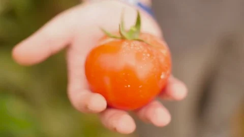 Farmer Hand Picking Ripe Tomato in Vegetable Garden. harvesting of tomatoes Stock Footage 80371614