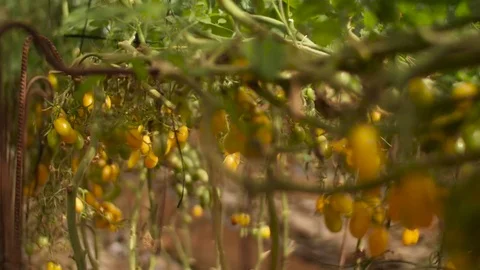 Farmer Hand Picking Ripe Tomato in Vegetable Garden. harvesting of tomatoes Stock Footage 80371820