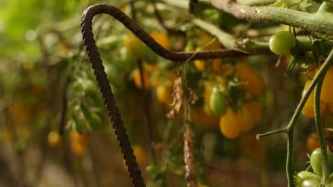 Farmer Hand Picking Ripe Tomato in Vegetable Garden. harvesting of tomatoes Stock Footage 80380522