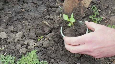 Farmer hand picks up seedlings and a shovel in a pot. A symbol of spring lifesty Stock Footage 155361493