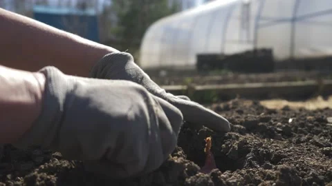 Farmer hand planting seeding onions close up, spring season. Small local crops Stock Footage