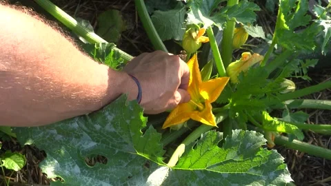 Farmer hand-pollinating a yellow zucchini flower with a cotton swab in a su.. Stock Footage 340904003