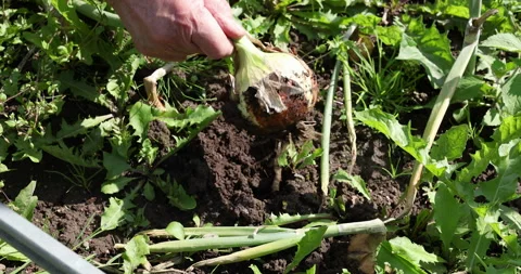 Farmer hand pulling fresh organic onion from garden soil close up. Worker Stock Footage 344662598