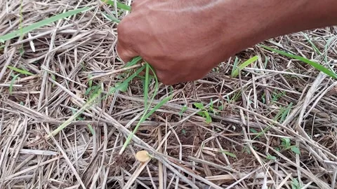Farmer hand pulling green weed from the dry ground Stock-Footage 335316333