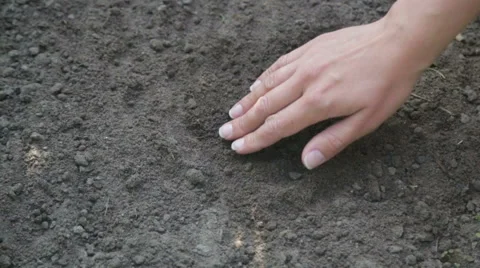 Farmer hand seeding peanut close up shoot Stock Footage 63853397