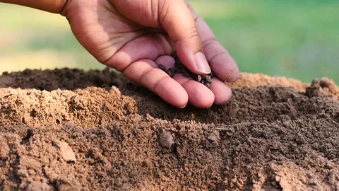 Farmer hand seedling vegetable seed to soil Stock Footage 125708787