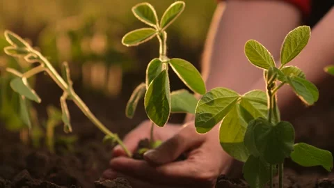 Farmer hand, setting sun, plants green soybean seedlings farm. Agriculture Stock Footage 257563491